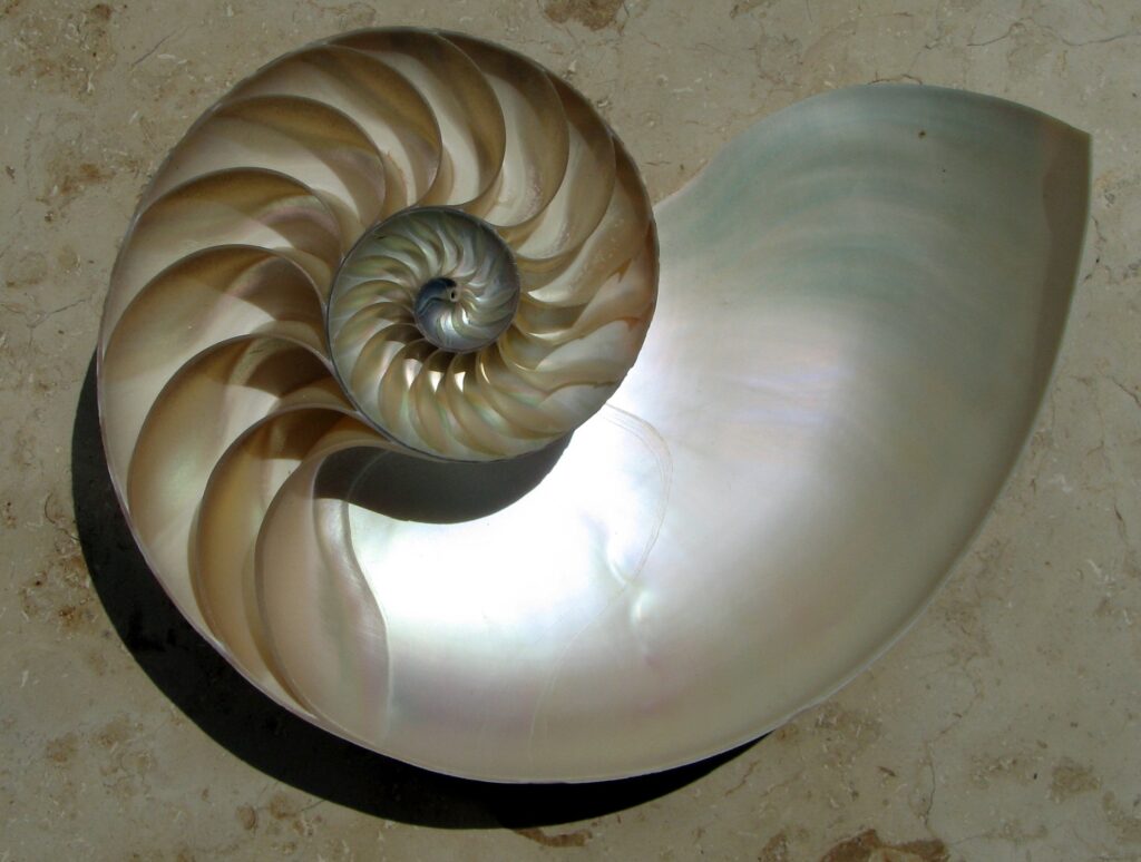 spirale logararitmica