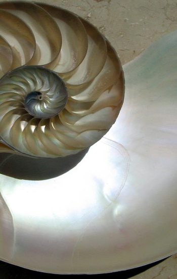 spirale logararitmica